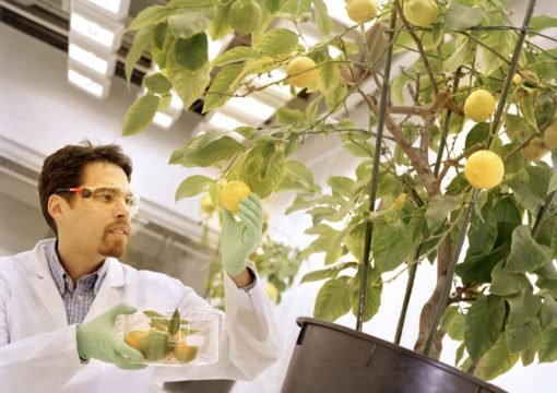 Bayer lanzará 15 nuevos productos para el mercado agricola hasta 2020