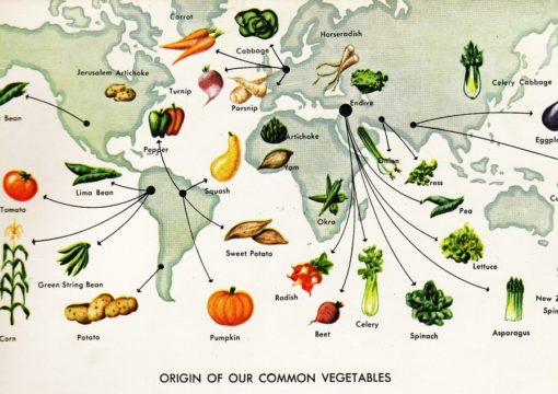 La historia de los vegetales